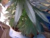 IMG_20120716_114535.jpg