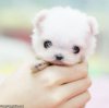Cutest_Puppy_Ever.jpg