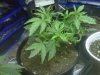 lst plant after super cropping.jpg