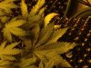 Picture 004.jpg