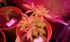 20120717_201537.jpg