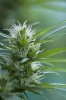 female-flower-03.jpg