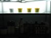 DSC00906.jpg