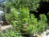 IMG_20120717_110634.jpg