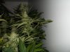 plants 001.jpg