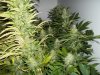 plants 002.jpg