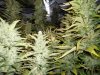 plants 003.jpg