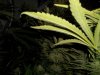 plants 004.jpg