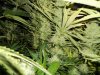 plants 005.jpg