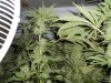 plants 007.jpg