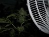 plants 008.jpg