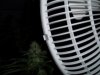 plants 009.jpg
