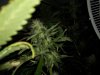 plants 010.jpg