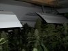 plants 011.jpg