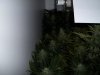 plants 012.jpg