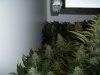 plants 013.jpg