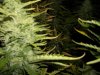 plants 014.jpg