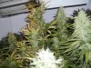 plants 015.jpg