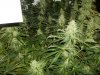 plants 017.jpg