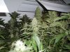 plants 018.jpg