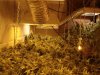 Scrog.jpg Scrog.jpg