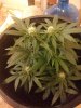 dvs1038-298829-albums-new-grow-picture2259259-bagseed-jamaican-strain.jpg