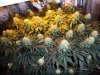 flowamastaday27.jpg