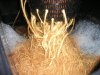harvest9.jpg