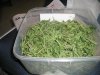 harvest10.jpg