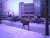 Moose at the bank in Anchorage.jpg