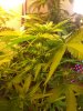 fb2_32daysfromseed.jpg
