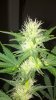 2012-07-19_11-28-17_678.jpg 2012-07-19_11-28-17_678.jpg