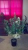 2012-07-19_11-28-56_531.jpg 2012-07-19_11-28-56_531.jpg