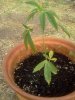 IMG_20120719_063357.jpg