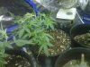 lst freshly super cropped.jpg