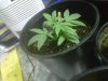 so far the prettiest white russian.jpg