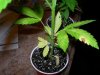 DSCN6875.jpg DSCN6875.jpg