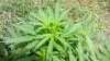 2012-07-20_14-36-05_423.jpg 2012-07-20_14-36-05_423.jpg