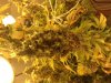 Flowering day 892.JPG