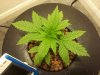 plant1.jpg