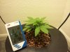 plant2.jpg
