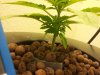 plant4.jpg