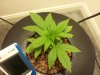 plant6.jpg