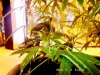 Flowering Week2_Purple-4.jpg