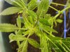 Flowering Week2_Purple-2.jpg