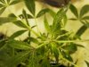 Flowering Week2_Purple-3.jpg