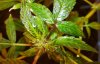 Flowering Week2_ Purple-1.jpg