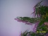 100_1061.JPG