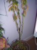 100_1065.JPG