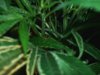 Plant# (27).jpg